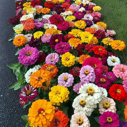 Exotic Zinnia Seeds, Non-GMO Fragrant Flower Seeds for Indoor & Outdoor Planting