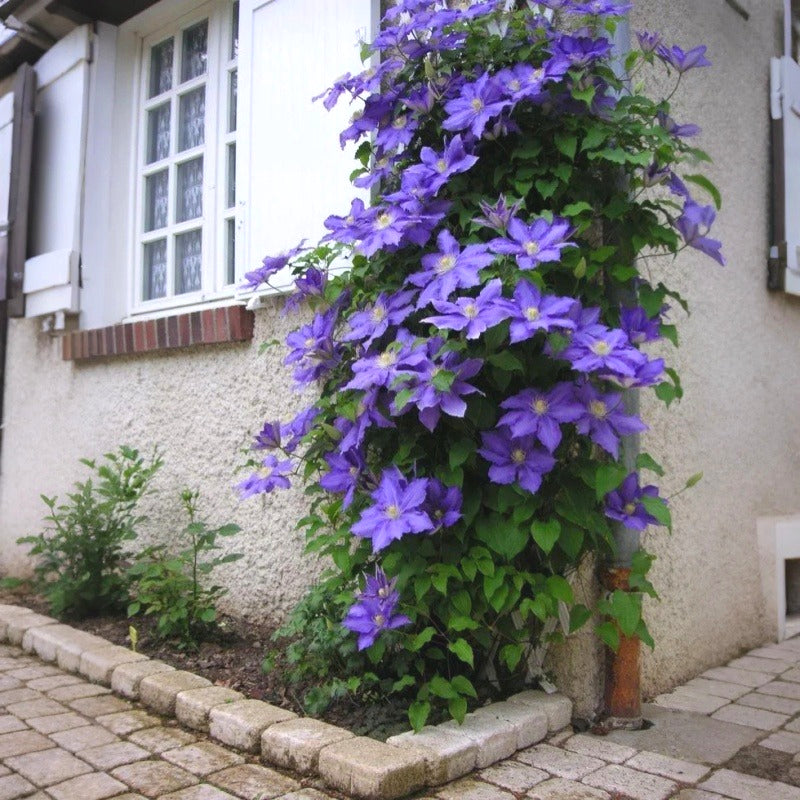 Premium Clematis Seeds, Fast-Growing Climbing Vines