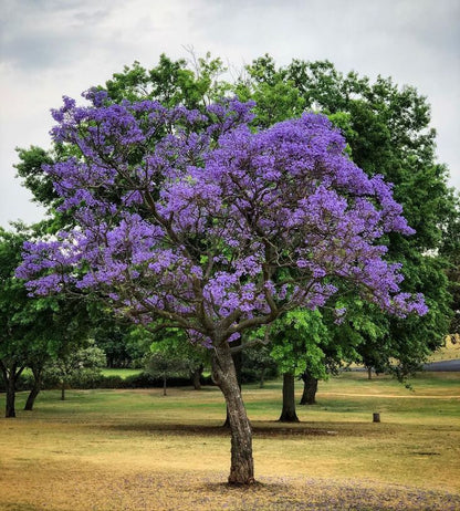 100pcs/bag Paulownia Tree Seeds - Fast Growing Hardwood Saplings