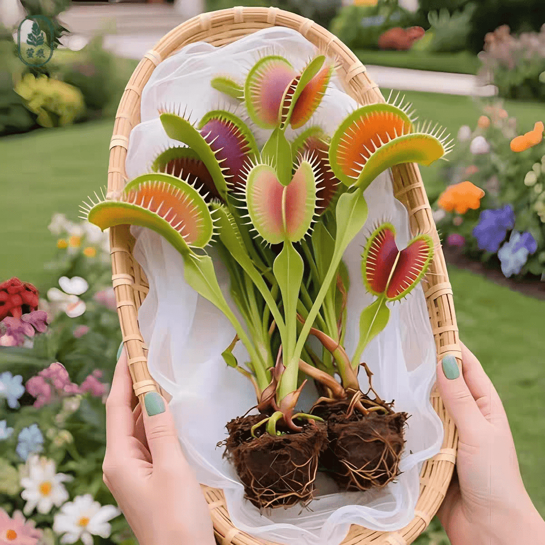 Easy-Grow Venus Flytrap Seeds, High Germination Exotic Plant Seeds for Beginners
