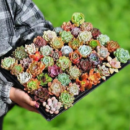 Easy-Grow Succulent Seeds, High Germination Seeds for Beginners