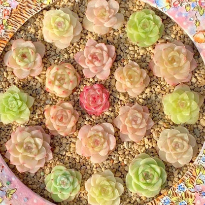 Low-Maintenance Succulent Seeds, Non-GMO Seeds for Desk & Small Pots