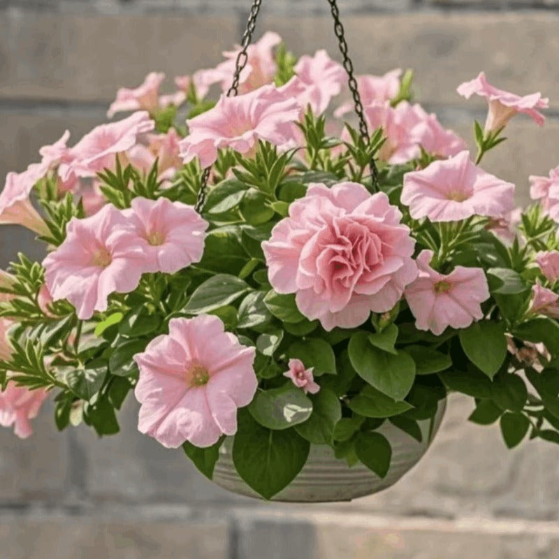 Mixed Color Petunia Seeds, Easy to Grow Flower Seeds for Hanging Baskets & Pots