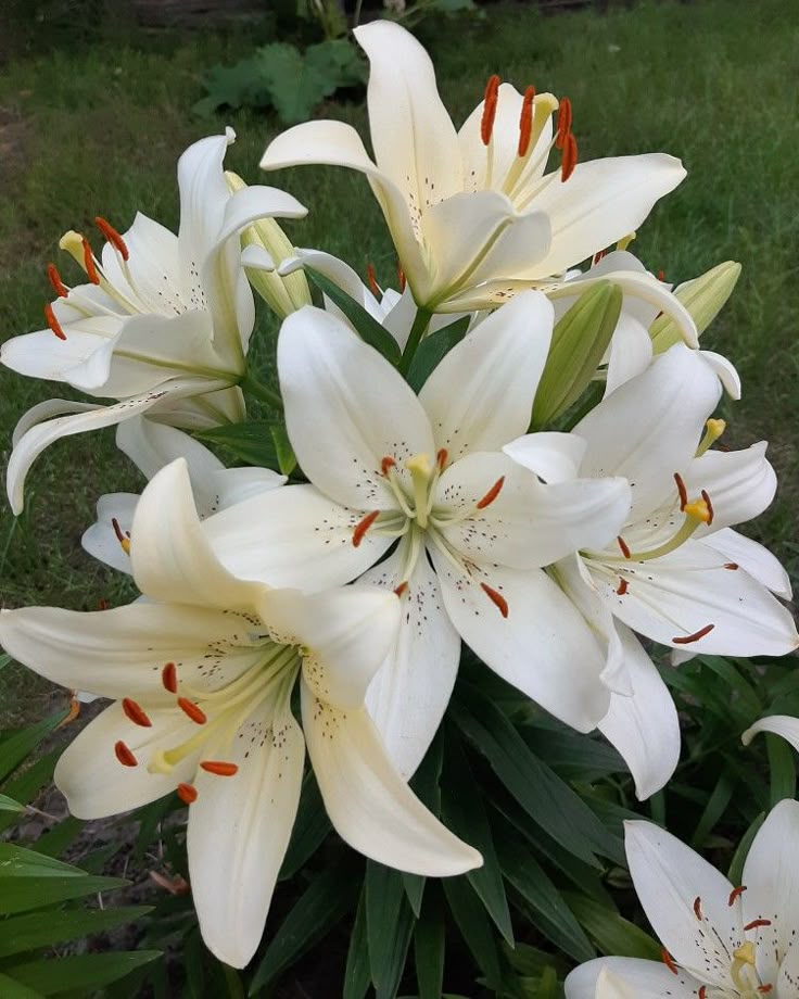 Easy to plant 2pcs/bag lily bulbs mixed colors