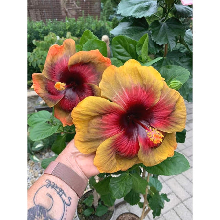 Easy-Grow Hibiscus Seeds, High Germination Seeds for Beginners