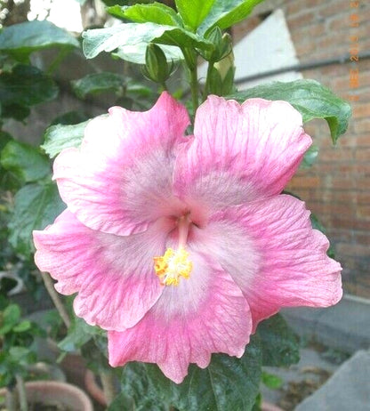 Rare Hibiscus Seeds, Unique Colorful Flower Seeds for Garden Borders