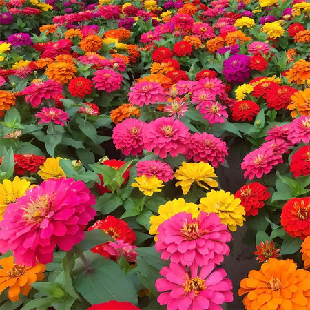 Exotic Zinnia Seeds, Non-GMO Fragrant Flower Seeds for Indoor & Outdoor Planting