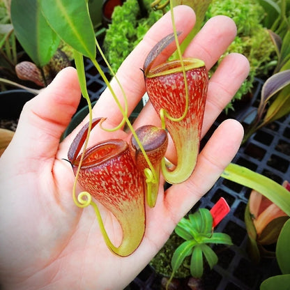 Rare Venus Flytrap Seeds, Unique Carnivorous Plant Seeds for Plant Collections