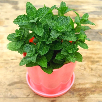 Fresh Mint Seeds, High Germination Edible Herb Seeds for Pots & Window Sills