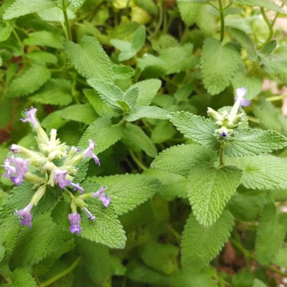 Fresh Mint Seeds, High Germination Edible Herb Seeds for Pots & Window Sills