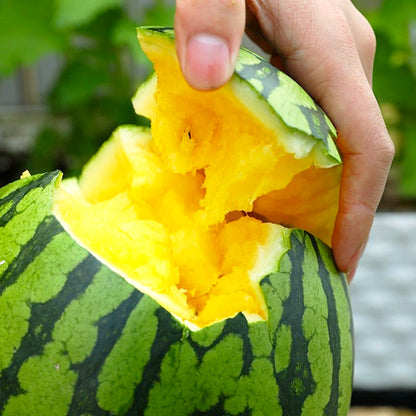 Non-GMO Yellow Watermelon Seeds, Sweet Golden Flesh for Melon Fields & Home Gardens