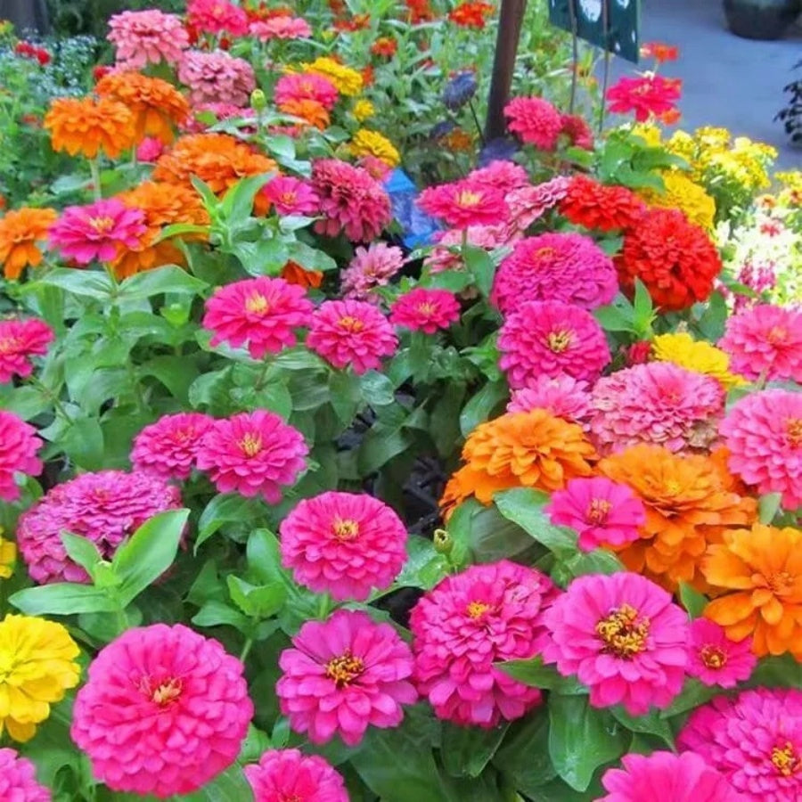 Dwarf Zinnia Seeds, High Germination Flower Seeds for Garden Borders & Window Sills