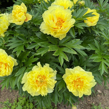 Premium Peony Seeds, Non-GMO Heirloom Seeds for Backyard Planting