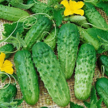 Fresh Cucumber Seeds, Non-GMO Vegetable Seeds for Patio Pots & Greenhouses