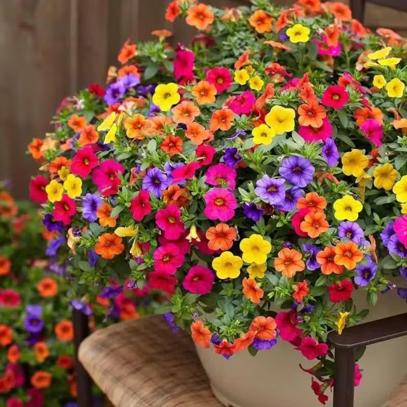 Rare Petunia Mix Seeds, High Germination Easy Grow Flower Seeds for Beginners
