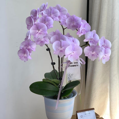Fresh Phalaenopsis Seeds, Non-GMO Long-Blooming Orchids for Window Sills