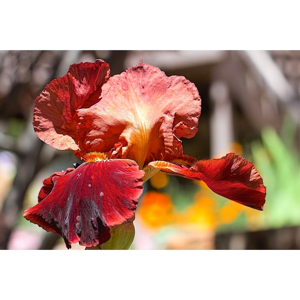 Rare Phalaenopsis Seeds, Unique Soft Color Orchid Seeds for Plant Collections