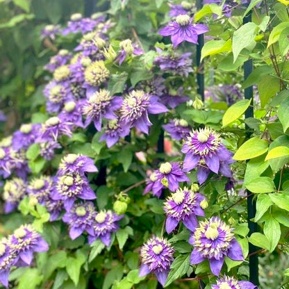 Climbing Clematis Seeds, Bright Blooms for Patio