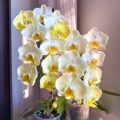 Elegant Butterfly Orchid Seeds, Non-GMO Seeds for Gifts & Indoor Display