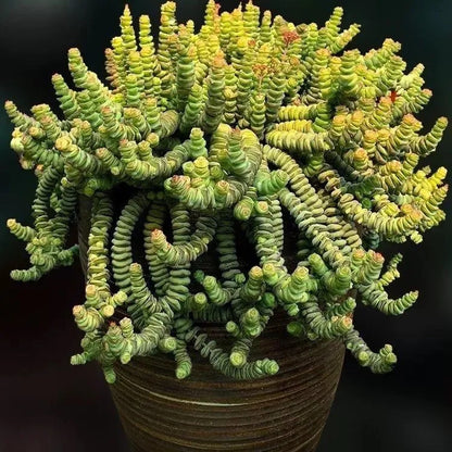 Fresh Succulent Seeds, Non-GMO Small Succulents for Indoor Planting
