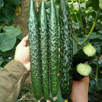 Cucumber Seeds, Non-GMO High Yield Seeds for Home Garden & Vegetable Plots