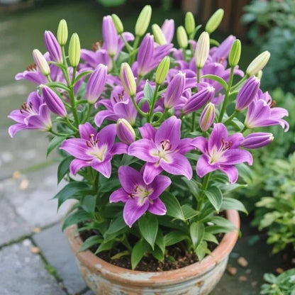 Easy-Grow Lily Seeds, Non-GMO Cold Hardy Flower Seeds for Beginners