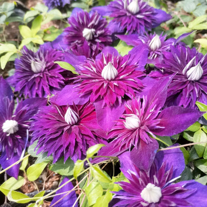 Multi-Color Clematis Seeds, Easy-Care for Beginners