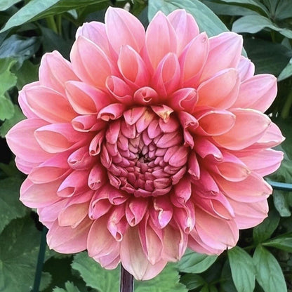 Easy-Grow Dahlia Seeds, High Germination Flower Seeds for Beginners
