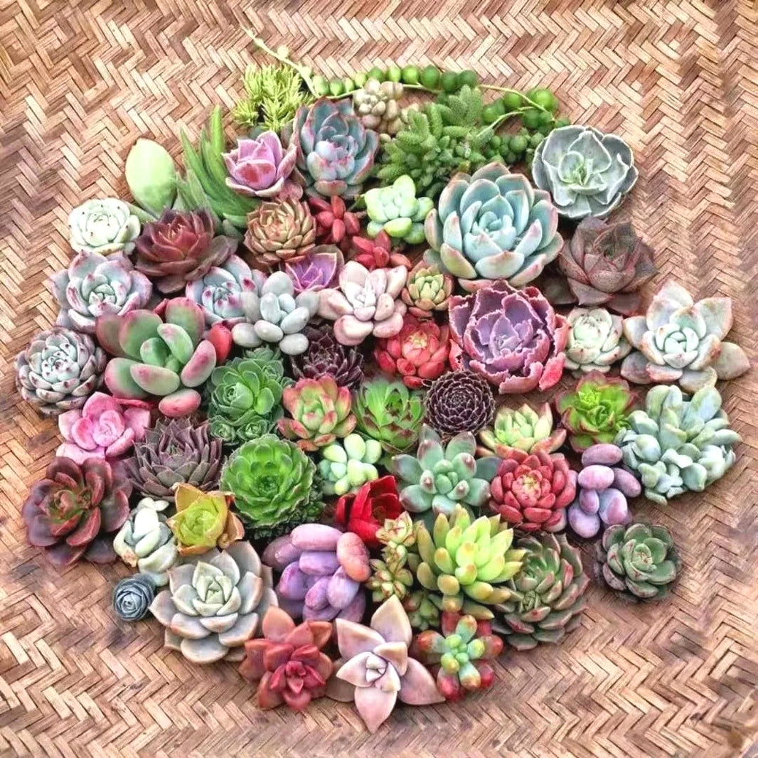 Low-Maintenance Succulent Seeds, Non-GMO Seeds for Desk & Small Pots