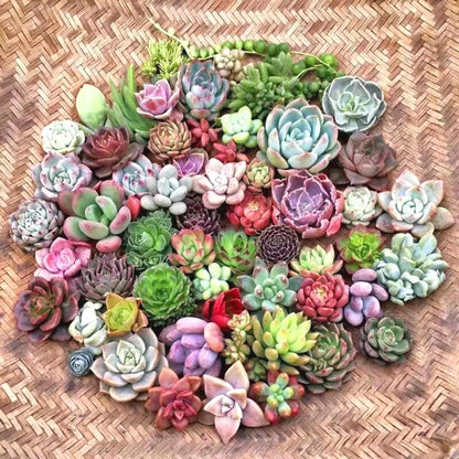 Low-Maintenance Succulent Seeds, Non-GMO Seeds for Desk & Small Pots