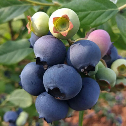 Cold-Hardy Blueberry Seeds, Non-GMO Seeds for Balcony & Garden