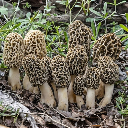 Home Garden Mushroom Seeds, Nutritious Edible Seeds for Daily Cooking