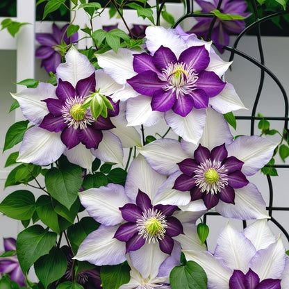 Premium Clematis Seeds, Fast-Growing Climbing Vines
