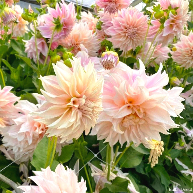 Dahlia Seeds, Non-GMO Vibrant Flower Seeds for Garden & Cut Arrangements
