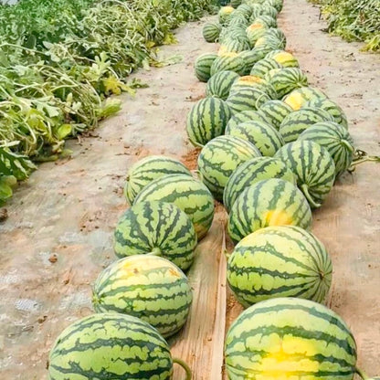 Easy-Grow Watermelon Seeds, Sweet Juicy Flesh for Home Garden