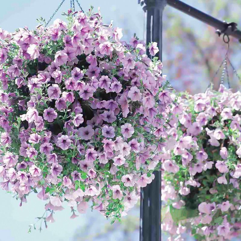 Petunia Seeds, Non-GMO High Germination Annual Flower Seeds for Garden & Balcony
