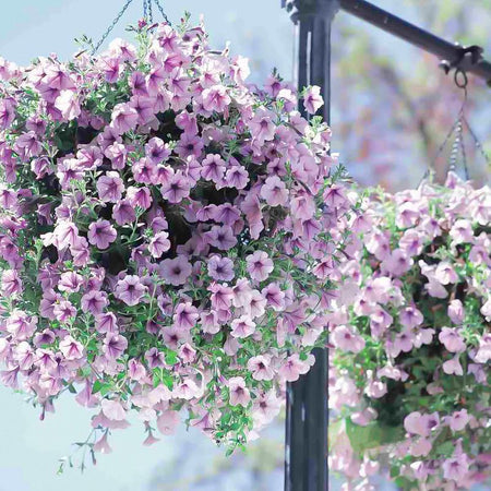 Petunia Seeds, Non-GMO High Germination Annual Flower Seeds for Garden & Balcony