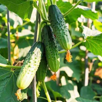100pcs/bag Cucumber Seeds - Seedless English Varieties for Salads & Pickling